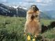 Alpine Marmot Standing Up