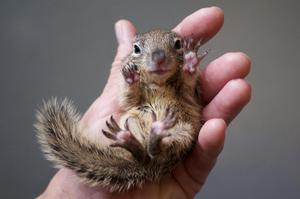 Baby squirrel