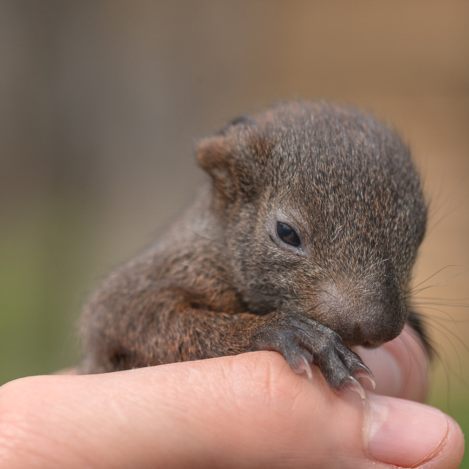 what to feed a baby squirrel with eyes not open