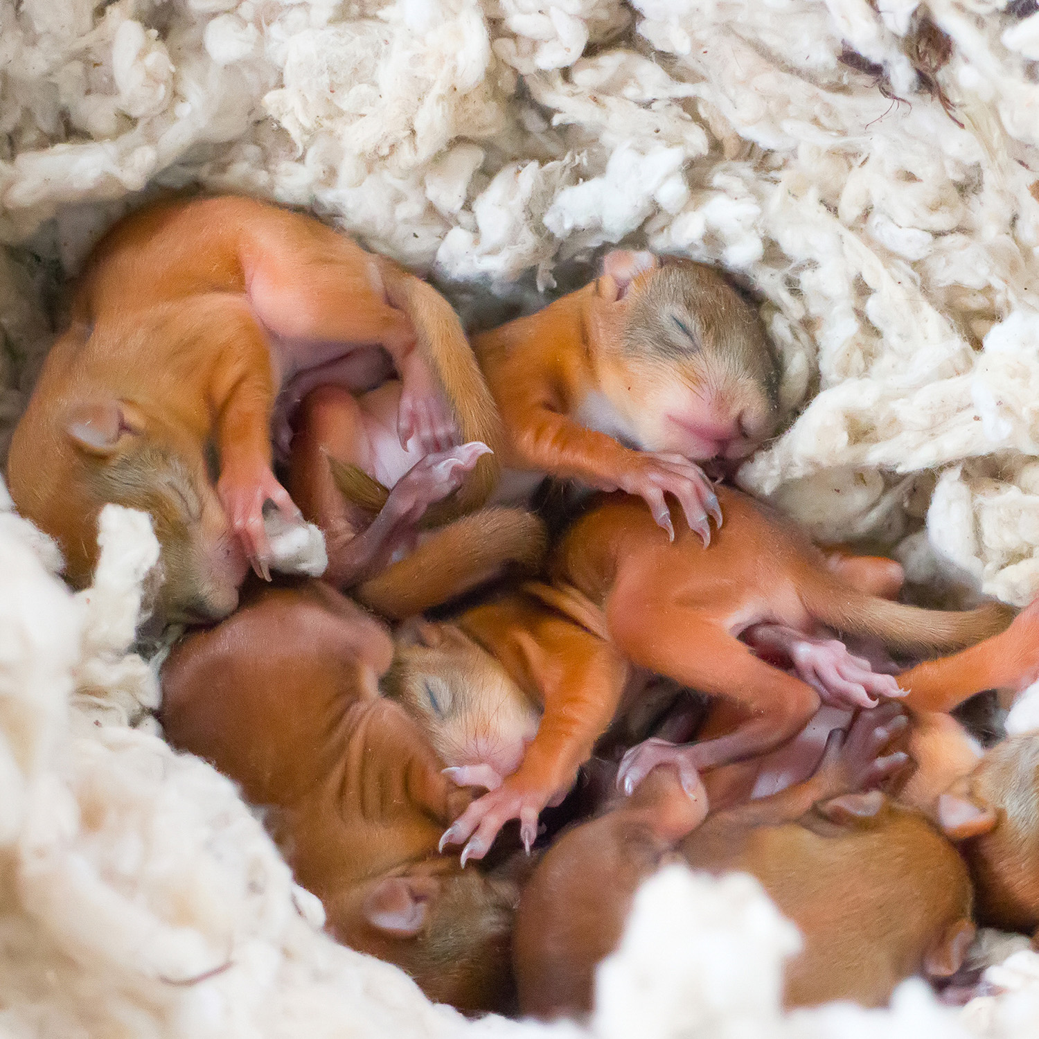 Baby Flying Squirrel Growth Chart