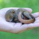 Baby Squirrel Sleeping in a Hand