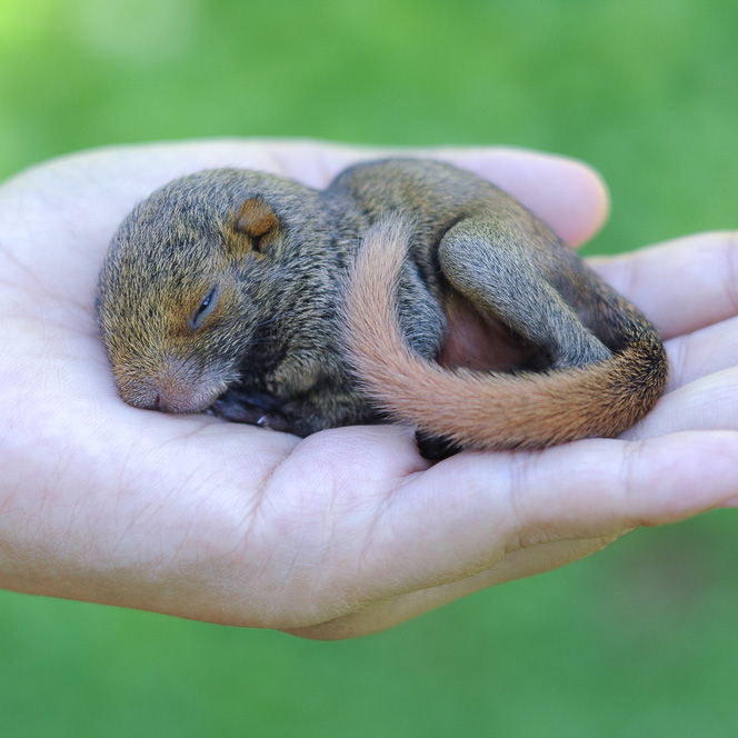 What Do Baby Squirrels Eat? 