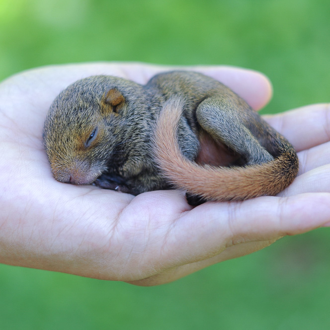 Baby Squirrel Age Chart Pictures