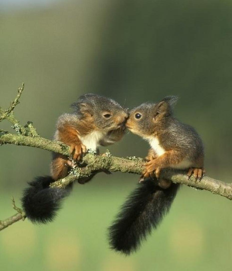 how to properly care for a baby squirrel