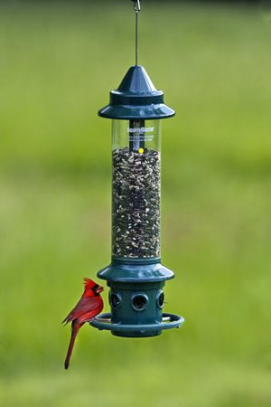 Brome Squirrel Buster Plus Cardinal