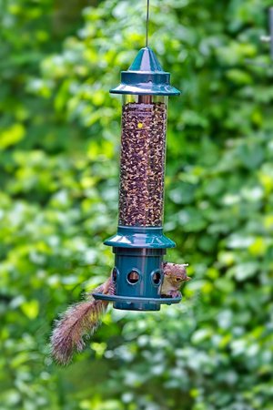 Brome squirrel buster plus with a squirrel trying to get some seeds