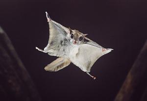 Flying Squirrel