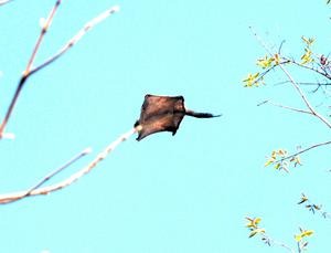 Flying Squirrel