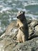 Ground Squirrel Standing on Rock