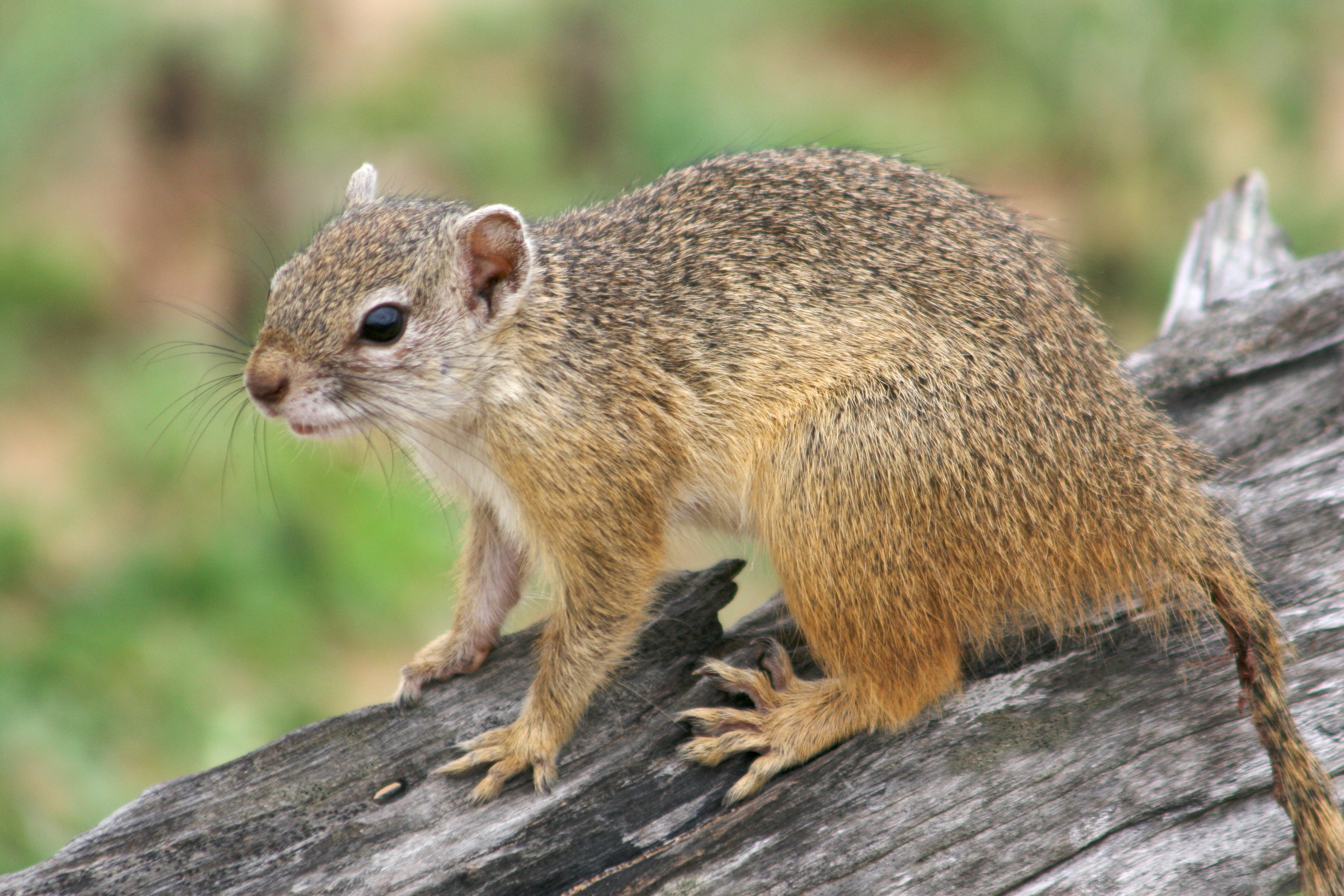 What Do Ground Squirrels Eat? 