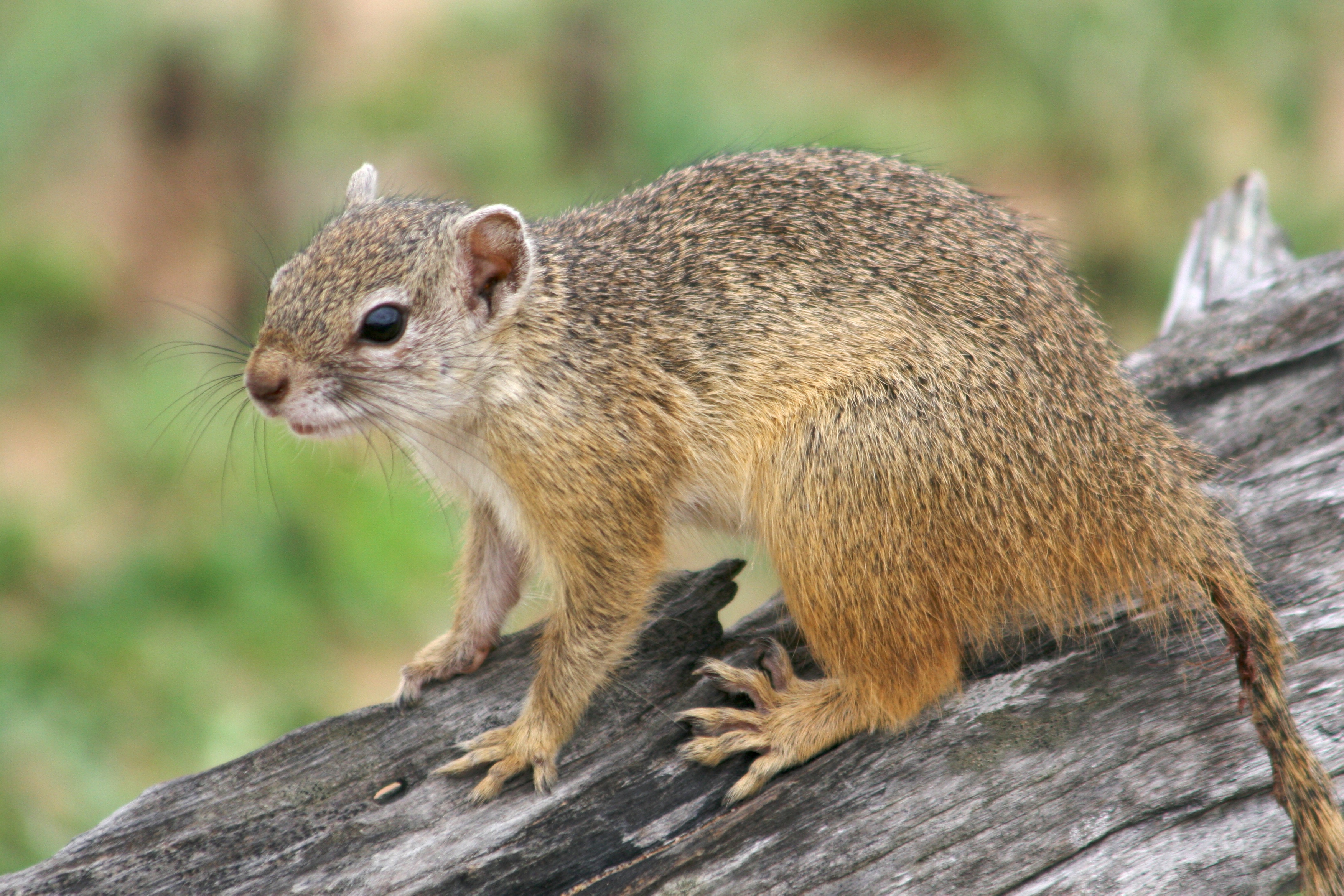 What Do Ground Squirrels Eat? What Do Ground Squirrels Eat?