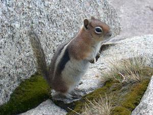 Golden Mantled Ground Squirrel