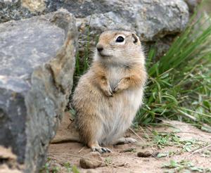 Ground Squirrel