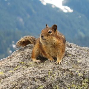 Cascade Golden Mantled Ground Squirrel