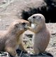 Ground Squirrel Baby and Mother