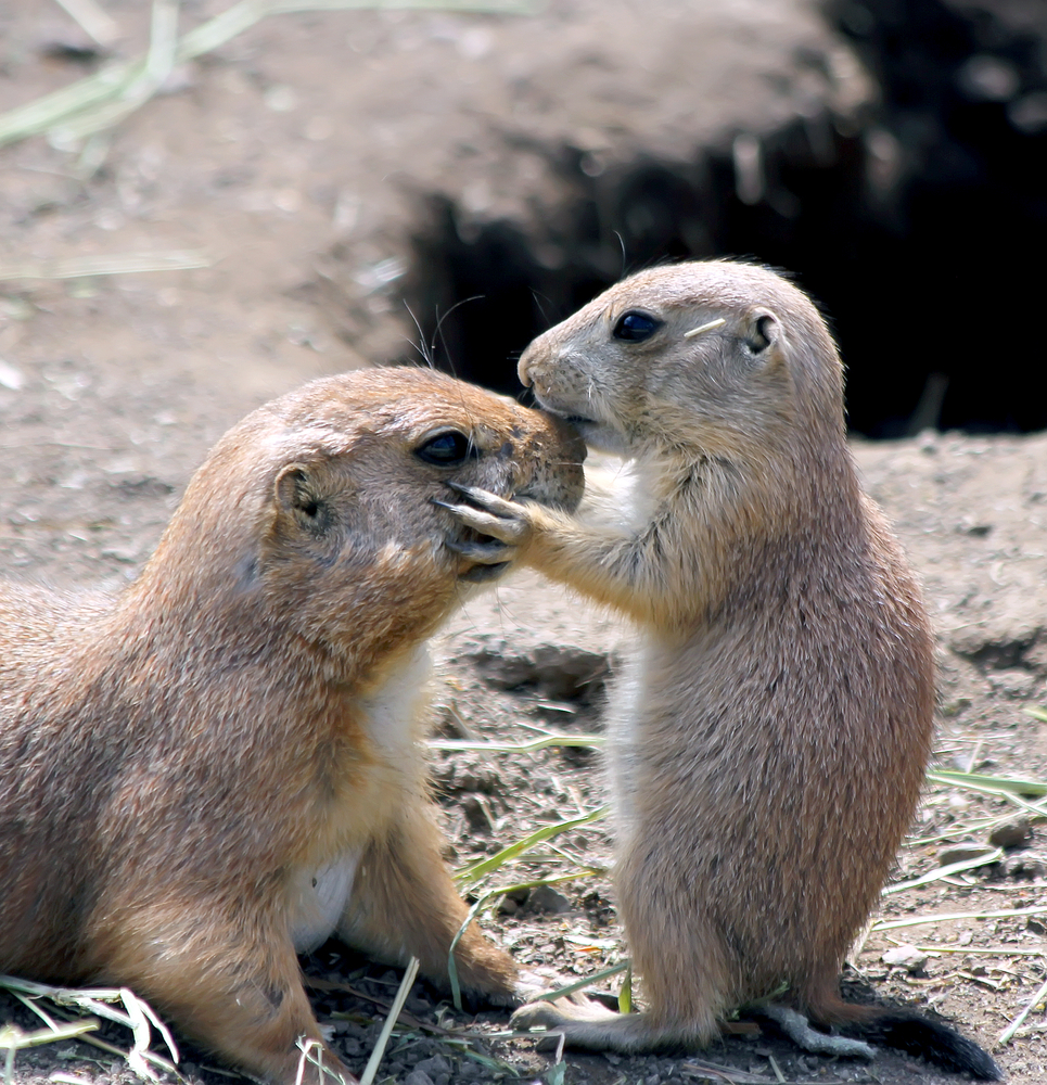 Squirrel Lifecycle When Squirrels Mate and Have Babies