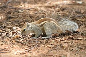 Indian Palm Squirrel