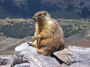 Alpine Marmot