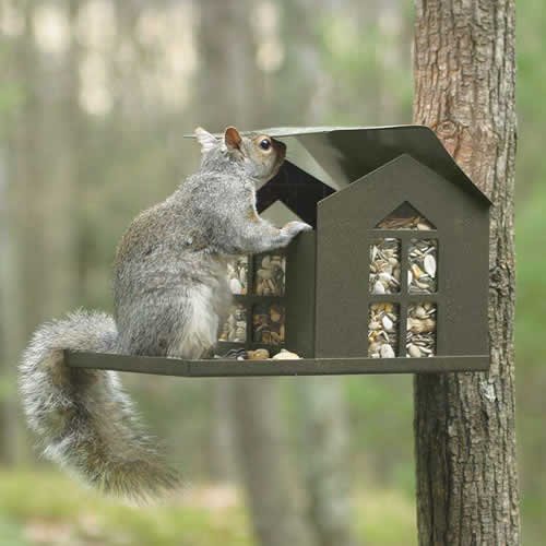 feeding squirrels the best