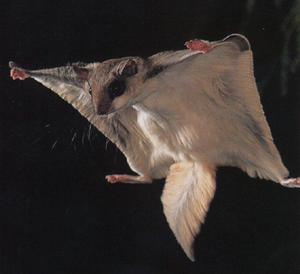 Northern Flying Squirrel