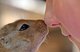 Pet Squirrel and Boy Nose to Nose