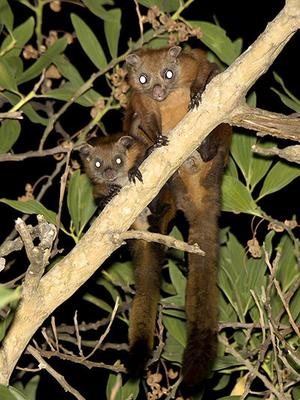 Red Giant Flying Squirrel