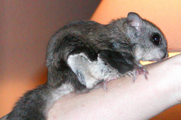 Baby Flying Squirrel Growth Chart