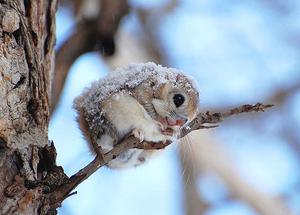 Siberian Flying Squirrel