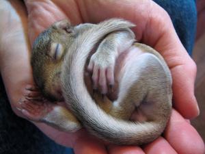 Sleeping Gray Squirrel