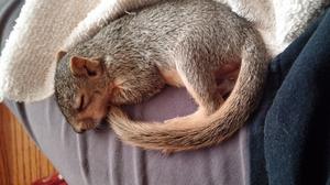 Sleeping Squirrel