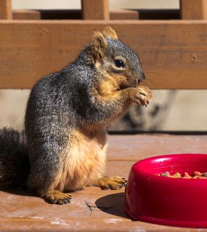 Squirrel Eating Cat Food