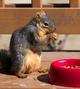 Squirrel Eating Cat Food