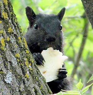 What Do Squirrels Eat? - What our furry little friends find tasty!