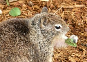 Squirrel Eating Plants