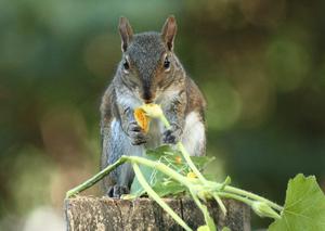 Eichhörnchen essen eine Kürbisblüte