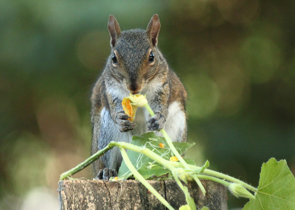 What Do Squirrels Eat? - What our furry little friends find tasty! What Do Squirrels Eat? - What our furry little friends find tasty!