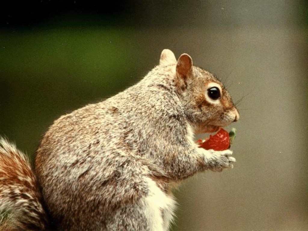 What Do Squirrels Eat?  What our furry little friends find tasty!