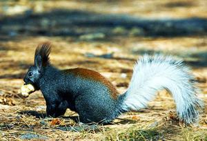 Squirrel Eating Truffle