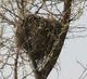 Squirrel Nest