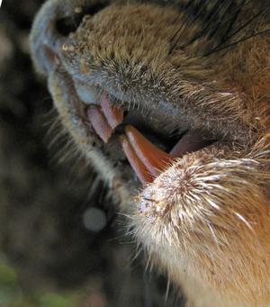 Squirrel Teeth